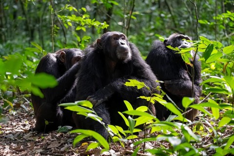 Three chimpanzees (Pan Troglodytes), adult male spawning, grooming in the jungle, Kibale National