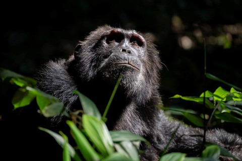 Animal portrait, chimpanzee (Pan Troglodytes), adult male looking up in the jungle, Kibale National
