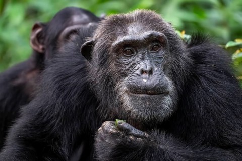 Beautiful animal portrait, chimpanzee (Pan Troglodytes), adult male among leaves in the jungle,