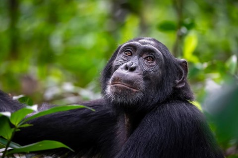 Animal portrait, chimpanzee (Pan Troglodytes) looking longingly, hopeful, adult male between leaves