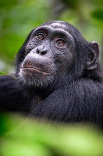 Animal portrait, chimpanzee (Pan Troglodytes) looking longingly, hopeful, adult male between leaves