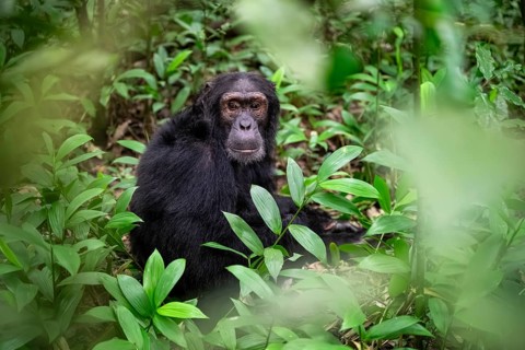 Chimpanzee (Pan Troglodytes), male on the ground, jungle in Kibale National Park, Uganda