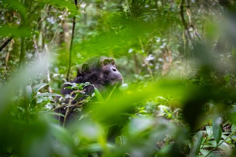 Chimpanzee (Pan Troglodytes), male looking thoughtfully, on the ground, mood, green jungle in