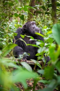 Chimpanzee (Pan Troglodytes), male on the ground, jungle in Kibale National Park, Uganda