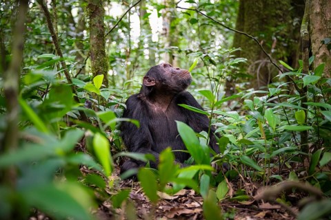 Chimpanzee (Pan Troglodytes), male looking up with hope, jungle in Kibale National Park, Uganda