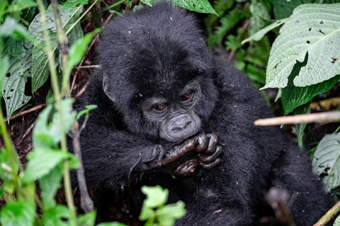 Mountain gorilla (Gorilla beringei beringei), juvenile, Bwindi Impenetrable Forest, Uganda