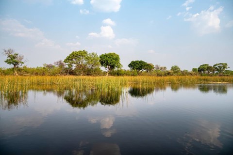 Trees reflected in water, river landscape, Thamalakane River, Okavango Delta, Botswana