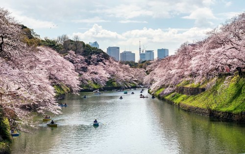 Chidorigafuchi Canal with rowing boat in front of blooming cherry trees, moat, Japanese cherry