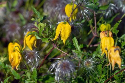 Gold Clematis (Clematis tangutica), Ahrenhoop, Darß, Mecklenburg-Western Pomerania, Germany