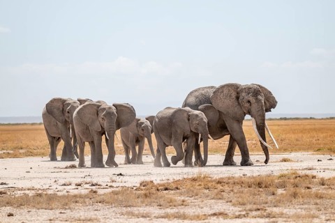African elephants (Loxodonta africana), herd in dry savanna, Amboseli National Park, Rift Valley