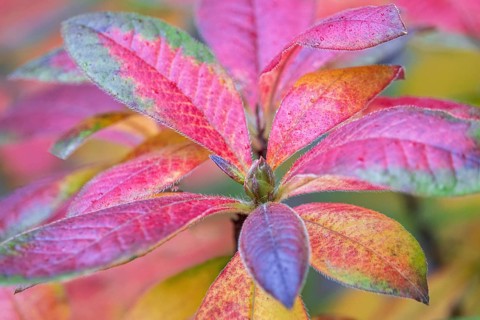 Azalea (Azalea), red colored autumn leaves, autumn colors, Baden-Württemberg, Germany
