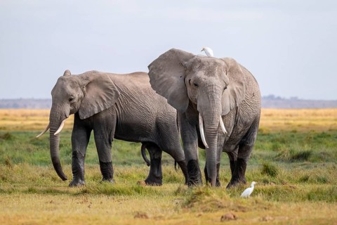 African elephant (Loxodonta africana), two animals in Longinye swamp with herons (Bubulcus ibis),