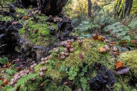 Pear Stäubling (Lycoperdon pyriforme), Emsland, Lower Saxony, Germany