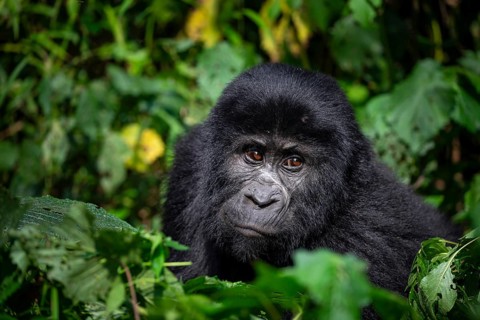 Mountain gorilla (Gorilla beringei beringei), between leaves, animal portrait, Bwindi Impenetrable