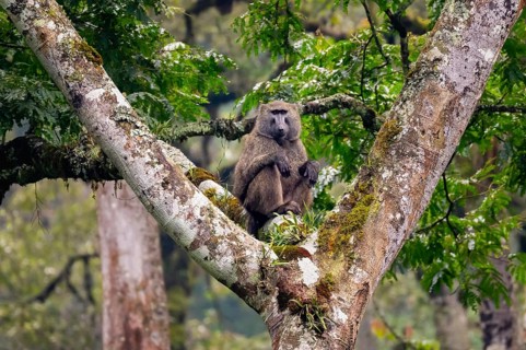 Anubispavian or green baboon (Papio anubis) sitting in a tree in a branch fork, Bwindi Impenetrable