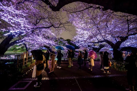 People walking under blooming illuminated cherry trees at night, Japanese cherry blossoms in