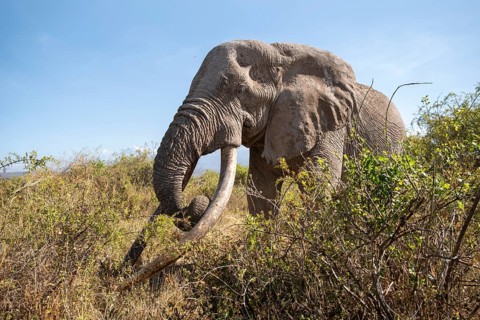 African elephant (Loxodonta africana) eats leaves, the famous Super Tusker elephant Craig, old male