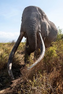 African elephant (Loxodonta africana) eats leaves, the famous Super Tusker elephant Craig, old male