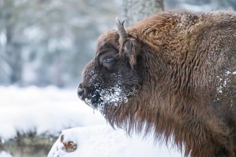 European bison (Bison bonasus) or Wisent portrait in winter, snow, Bavaria, Germany