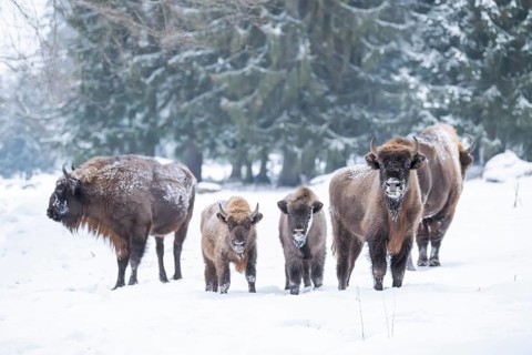 European bison (Bison bonasus) or Wisent standing on a meadow next to the forest in winter, snow,