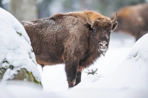 European bison (Bison bonasus) or Wisent standing on a meadow next to the forest in winter, snow,