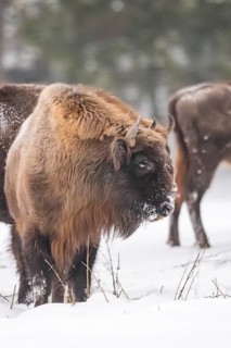 European bison (Bison bonasus) or Wisent standing on a meadow next to the forest in winter, snow,