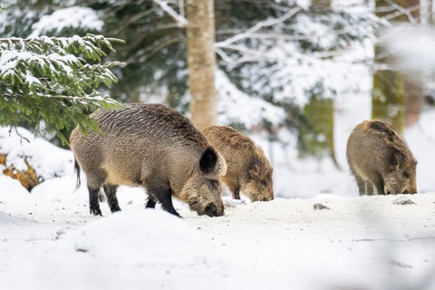 Wild boar (Sus scrofa) standing in a forest in winter, snow, Bavaria, Germany