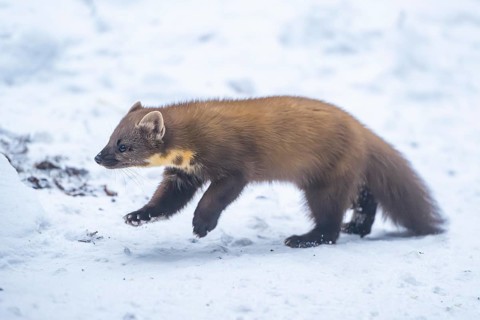 European pine marten (Martes martes) running in the snow in winter, National Park Bavarian Forest,