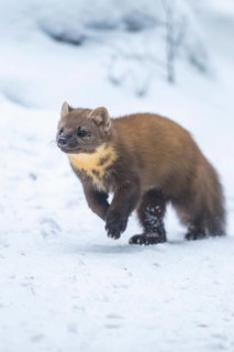 European pine marten (Martes martes) running in the snow in winter, National Park Bavarian Forest,