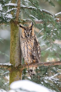 Long-eared owl (Asio otus) sitting on a branch in winter, National Park Bavarian Forest, Bavaria,