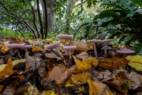 Dwarf paint funnels (Laccaria tortilis), Emsland, Lower Saxony, Germany