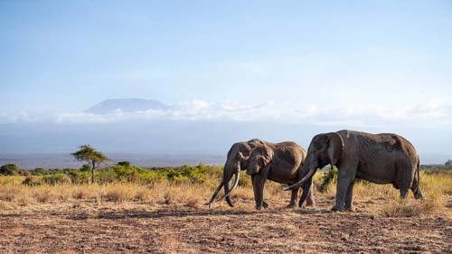 Two African elephants (Loxodonta africana) in a picturesque landscape with the summit of Mount