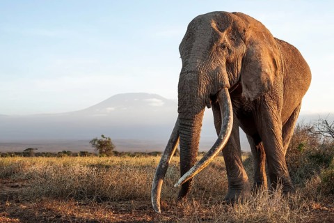 African elephant (Loxodonta africana), the famous Super Tusker elephant Craig, old male with long