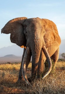 African elephant (Loxodonta africana), the famous Super Tusker elephant Craig, old male with long