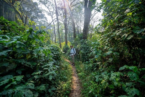 Tourist hiking trail through dense vegetation in tropical mountain rainforest, primeval forest,