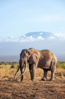 African elephant (Loxodonta africana) in picturesque savanna landscape with the summit of Mount
