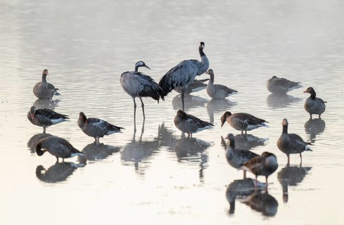 Cranes (Grus grus), cranes and gray geese (Anser anser) stand in the shallow water zone of a lake,
