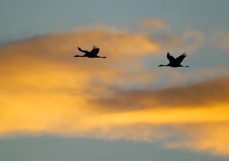 Crane (Grus grus) two cranes flying in the morning light against a blue sky with warm orange