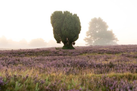 Enchanting morning atmosphere in August with fog in the blooming Lüneburger Heide near