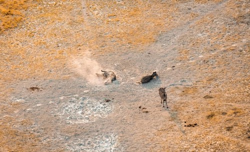 Steppe zebras (Equus quagga) rolling in dust, savanna landscape with yellow grass, aerial view,