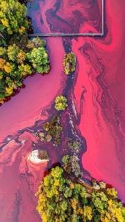 Red algae plant on the lake. abstract ecology nature concept, wild landscape with vibrant red