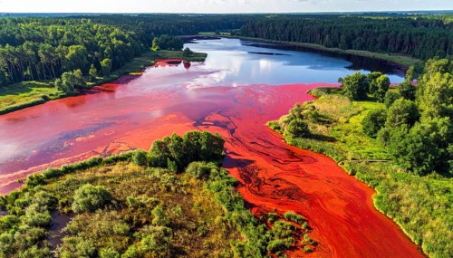 Red algae plant on the lake. abstract ecology nature concept, wild landscape with vibrant red
