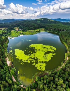 Green algae on the lake. Aerial view of nature, landscape with hills and forest in summer, cloudy