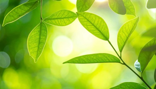 Natural green leaves plants, spring ans summer background cover page, golden soft light, green and