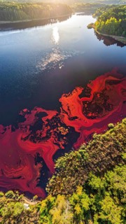 Red algae plant on the lake. abstract ecology nature concept, wild landscape with vibrant red