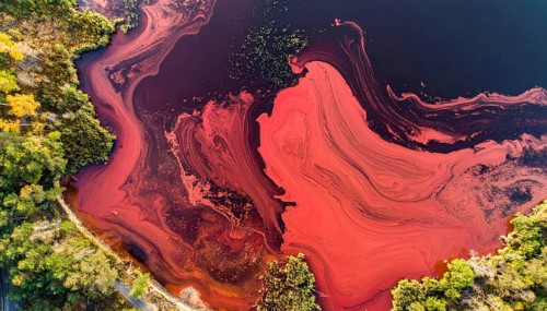 Red algae plant on the lake. abstract ecology nature concept, wild landscape with vibrant red