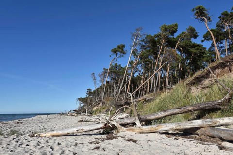 The west beach on the Darß peninsula on the Baltic Sea, Mecklenburg-Western Pomerania, Germany