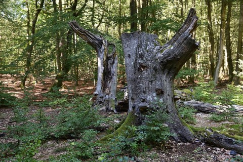 Dead wood in beech forest, Darß primeval forest, Darßer Wald, Mecklenburg-Western Pomerania,