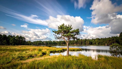 Single and lonely tree near to a lake, meadow and lot of wild grass around, hilly wilderness