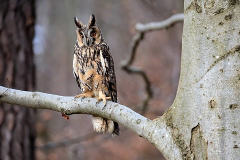 Long-eared owl (Asio otus), adult, on tree, in winter, alert, Bohemian Forest, Czech Republic,